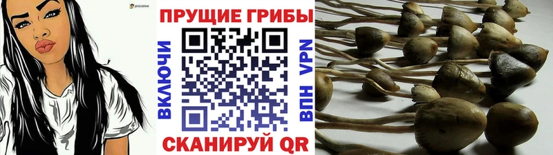 Псилоцибиновые грибы Psilocybine cubensis Воркута